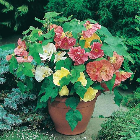 Abutilon Bella Mixed F1 Seeds From Mr Fothergills Seeds And Plants