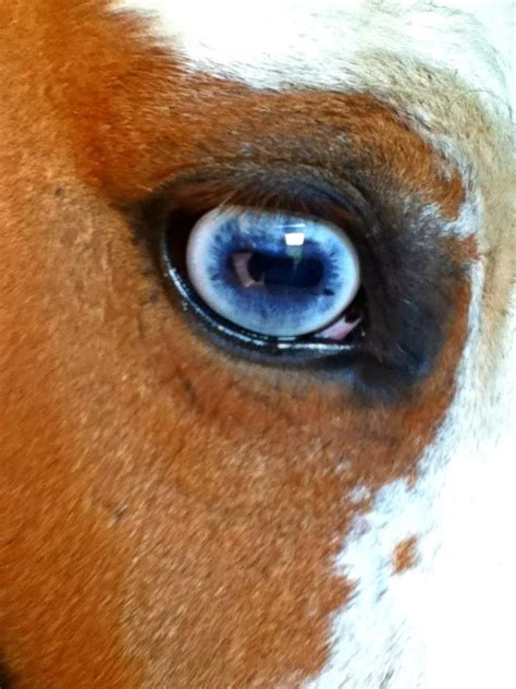 Blue Horse Eye