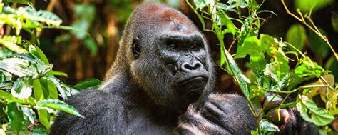 Republic of Congo | Gorillas, Rainforest & Rivers | 7 Nights | Art Of ...