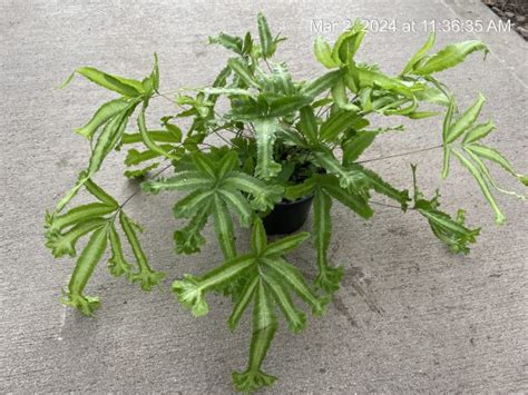 Fern Mayii Opt Tri State Foliage In House Availability