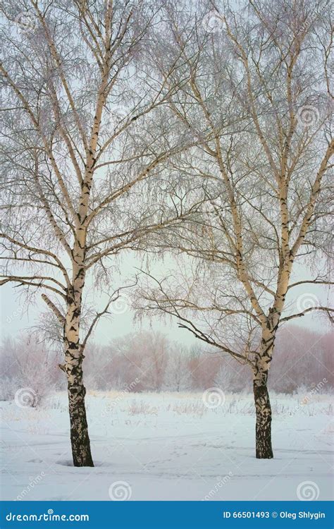 Two Intertwined Trees Stock Photos - Download 36 Royalty Free Photos