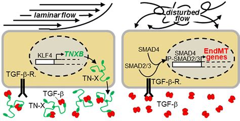 Tenascin X Mediates Flow Induced Suppression Of EndMT And