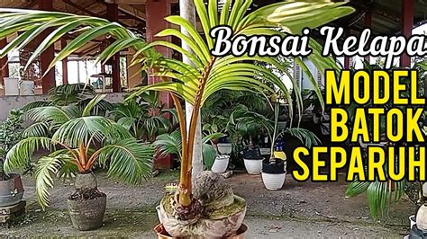 Bonsai Kelapa Model Batok Separuh Bonsaikelapa Coconutbonsai Bonkla