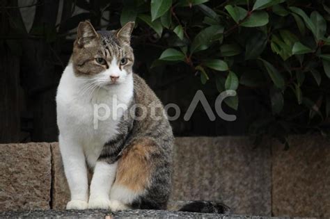 近所の地域猫 No 3674776｜写真素材なら「写真ac」無料（フリー）ダウンロードok