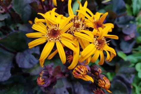 Growing Ligularia Plants: How to Care for Ligularia - Garden Lovers Club