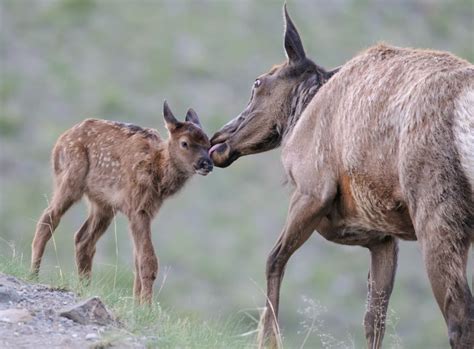 Yellowstone Wildlife Tours | Yellowstone Wildlife Safari Tours