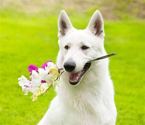 Cute Names For A White German Shepherd - Browse Best Names