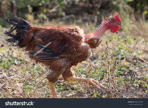 Naked Neck Rooster Walking Red Color Stock Photo Shutterstock