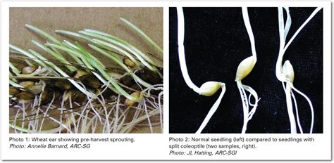 Factors affecting wheat seed germination