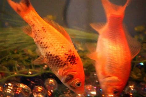 Goldfish Turning Black Top 4 Causes Ways To Get Better