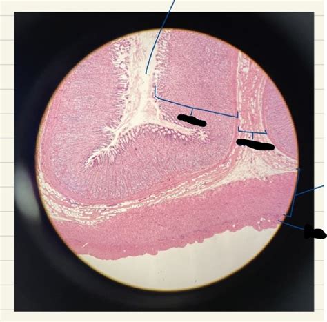 Stomach Histology Diagram Quizlet