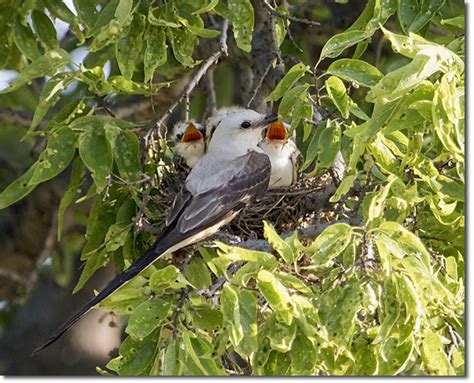 Backyard Bird Cam - Bird Nests - Scissor-tailed Flycatcher on the nest