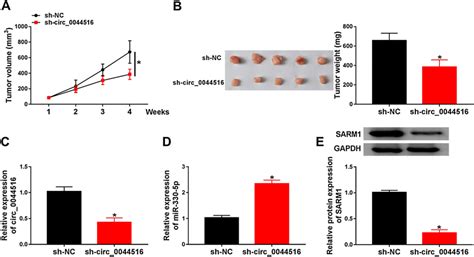 Circ 0044516 Downregulation Inhibited Tumor Growth In Nude Mice A And