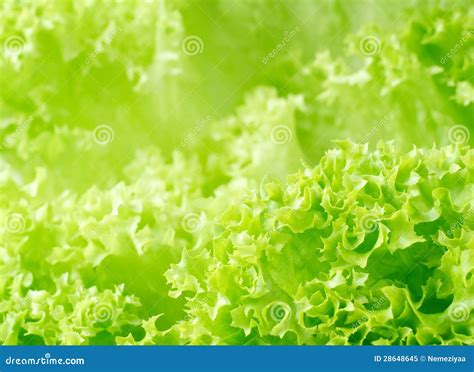 Fresh Lettuce Texture Stock Image Image Of Color Foliage 28648645