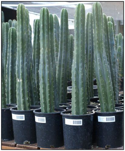 San Pedro Cactus Plants Each 24 Tall Trichocereus Pachanoi 2015a