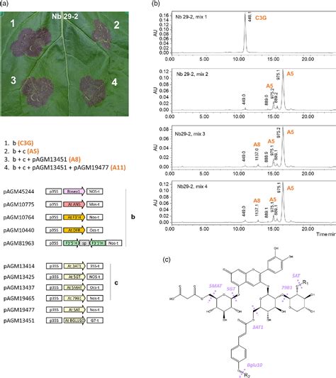 Figure 6 From A Transient Expression Tool Box For Anthocyanin