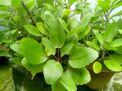 Premium Photo Close Up Bryophyllum Pinnatum Or Life Plant Or Miracle