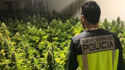 La Policía Nacional desmantela un cultivo de marihuana con 58 plantas