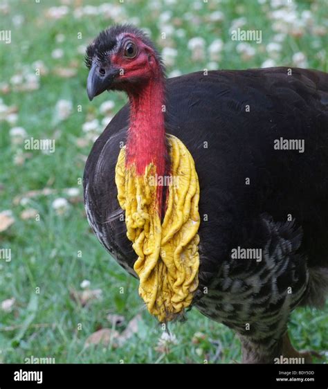 Male Australian Brush Turkey Alectura Lathami During Breeding Season