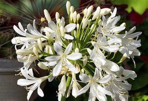 Agapanthus White - D'Spring