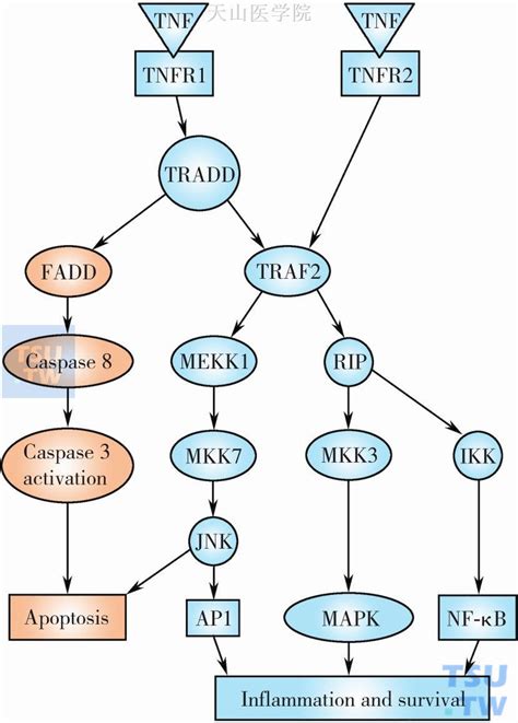 与恶液质相关的细胞因子：tnf α 肿瘤恶液质 天山医学院