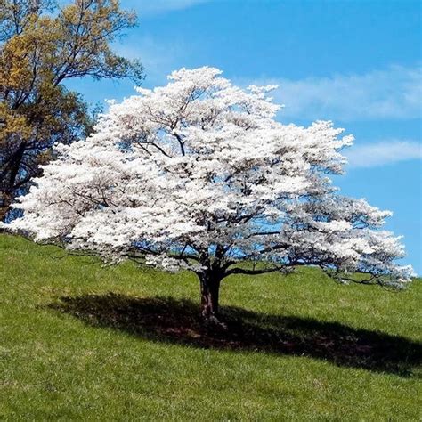 White Flowering Dogwood Tree cornus Florida Seeds - Etsy