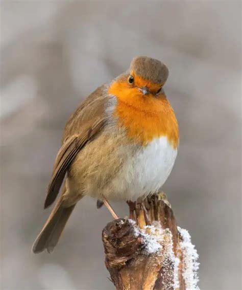 European Robin - Facts, Diet, Habitat & Pictures on Animalia.bio