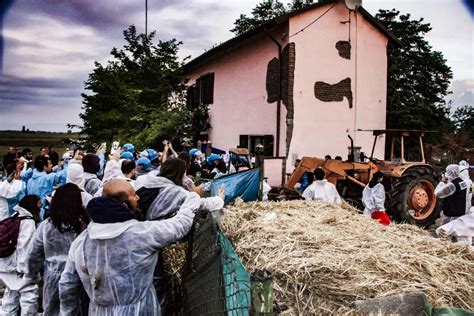 Peste Suina Maiali Uccisi A Zinasco Associazioni Chiedono Un