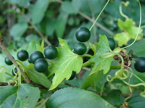 Healing Homeopathy Bryonia Alba