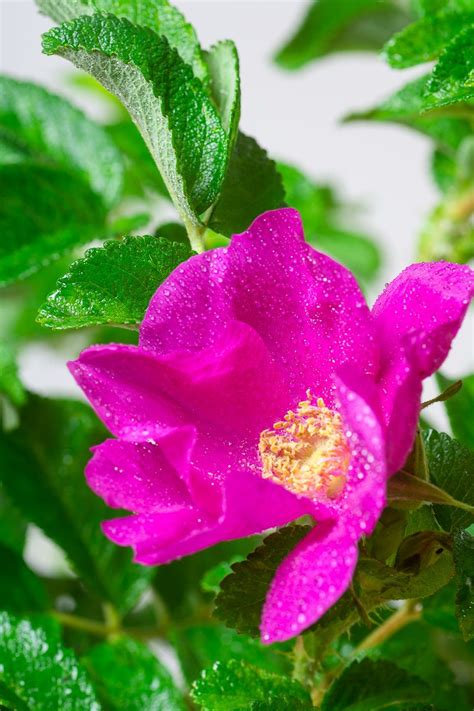 Apfelrose Sylter Rose Rosa rugosa günstig kaufen