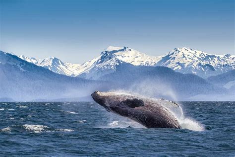 10 Impressive Facts About Glacier Bay National Park