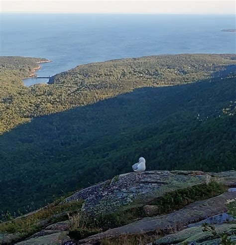 Herring Gull From Bar Harbor Me Usa On August At Pm By