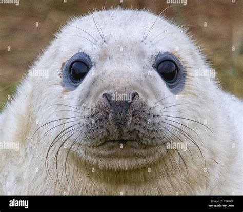 Adorable seal pup hi-res stock photography and images - Alamy