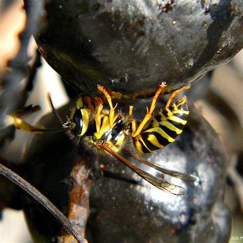 Yellow Jacket And Palmetto Treat This Southern Yellow Jacket Flickr