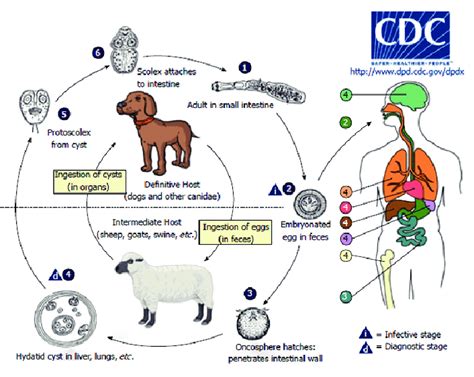 Life cycle of Echinococcus granulosus. Modified from reference [33]. | Download Scientific Diagram