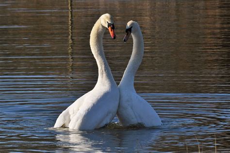 Höckerschwäne nach der Paarung Höckerschwan Cygnus olor Flickr