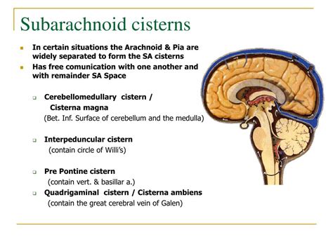 Ppt The Meninges Of Brain And Spinal Cord Powerpoint Presentation