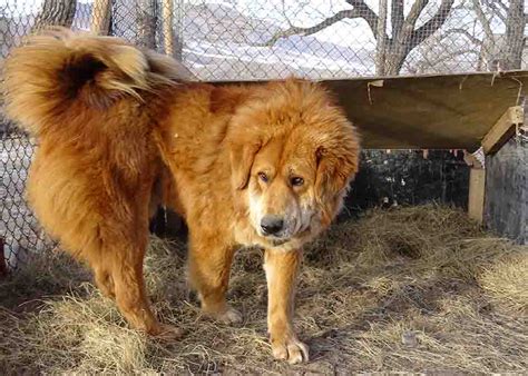 Meet Arlson Mongolian Bankhar Dog Project