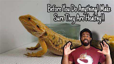 How To Breed Bearded Dragons Youtube