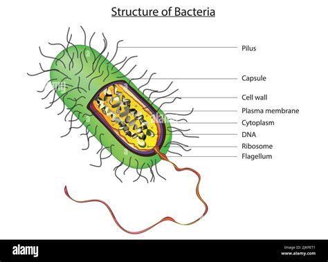 Microscopic Anatomy Hi Res Stock Photography And Images Alamy