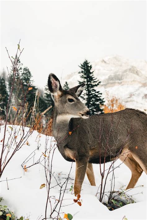 Waterton Lakes National Park · Free Stock Photo