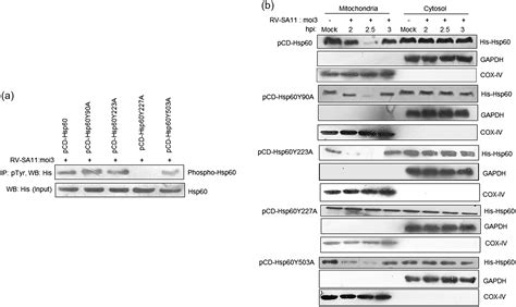 Tyrosine Phosphorylation Modulates Mitochondrial Chaperonin Hsp60 And