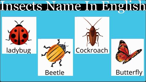 Insects Name In English With Photos Insects Of The World Different