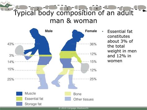 Ppt Chapter 4 Body Composition Powerpoint Presentation Free Download