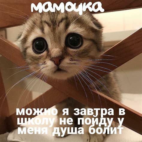 🥺на всякий случай 🥰 Смешные фотографии кошек Смешные котята Котята