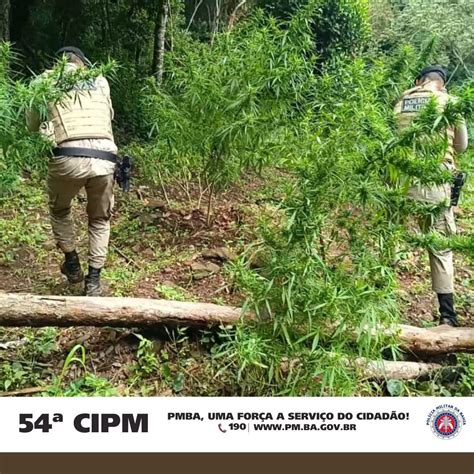 Polícia militar da 54ª CIPM apreende grande quantidade de maconha