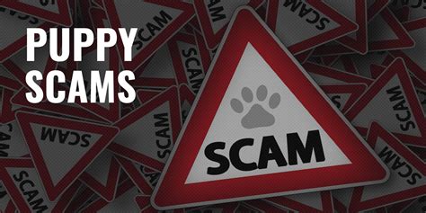 Puppy Scams Warning Signs Lists How To Spot Scammers And Faq