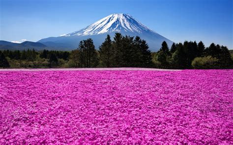 Field Of Pink Flowers On A Background Of Mount Fuji In Japan Wallpapers