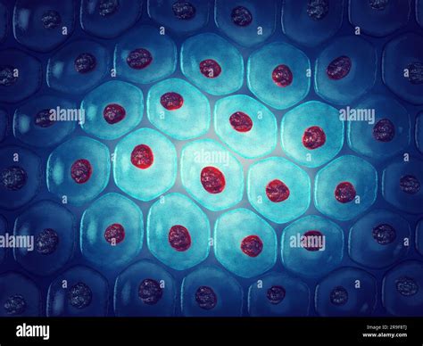 Human Skin Cells Skin Anatomy Embryonic Stem Cell Colony Cellular