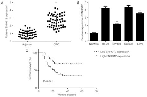 Long Noncoding Rna Snhg Promotes Proliferation And Invasion Of